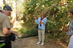 After breakfast we walked outside the gates and in just a few minutes waiting for us were horse drawn carriages  to take us to explore the Tozeur oasis.   The city of Tozeur is located in an immense oasis whose palm grove is considered to be one of the largest in the world. Our guide explains to us about the oasis and the important fruit that is grown here.  That being the date trees.  Everywhere you look you see the dates hanging in bunches  on the trees growing.  