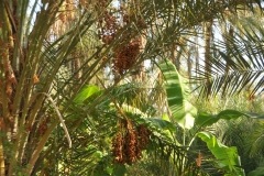 Upon arrival one feels enchanted by the abundance of fruit and flowers growing in the shade of the palm trees, amidst the rays of light and the sounds of the flowing spring water, which a network of canals distributes throughout the oasis. It is explained to us as early as the 12th century, in fact, man intervened by setting up a functional irrigation system, which has enabled the palm grove to survive over the centuries, expand and guarantee a constant production of dates… the best in Tunisia!