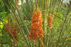 As early as the 12th century, in fact, man intervened by setting up a functional irrigation system, which has enabled the palm grove to survive over the centuries, expand and guarantee a constant production of dates… the best in Tunisia!