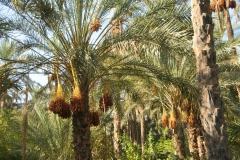 The date palms are native to the Middle East and have been a part of the region's cuisine for thousands of years. Dates grow in large clusters, kind of like bunches of grapes, which hang higher than fifty feet off the ground.