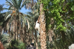 Here he climbs the date palm in his bare feet. 