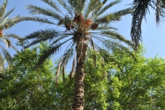 He actually climbed without any restraints to the area of the fruit in his bare feet. You did not find any of us willing to try this. He climbs many trees this way daily we were told. 