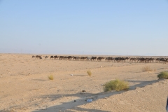 While driving from Tozeur to Kairouan we encounter a caravan of appproximately 70 camels crossing the road in front of us.  What a treat.