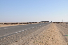 There were so many camels it was impossible to shoot a photo of  all of them at one time. 