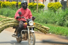 They can transport bamboo