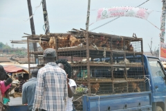 Chickens at market for sale in cages in the back of a pickup truck.