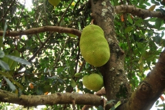 Jack Fruit, also known as jack tree, is a species of tree in the fig, mulberry, and breadfruit family. Its native range is unknown