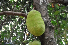 The jack tree is well-suited to tropical lowlands, and it bears the largest fruit of all trees; reaching as much as 120 pounds in weight, 35 inches in length, and 20 inches in diameter. A mature jack tree can produce about 100–200 fruits in a year.  I personally like the taste of the fruit.