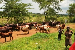 These are the biggest Long horn cattle I have seen ever.
