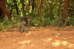 Once in the Park we are greeted by Baboons