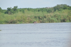 As we cross the Nile we see a large Hippopotamas along the side of the banks.