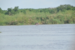 As we cross the Nile we see a large Hippopotamas along the side of the banks.