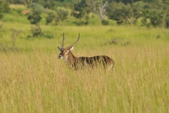 Murchison Falls National Park is a national park in Uganda and managed by the Ugandan Wildlife Authority. It is in north-western Uganda, spreading inland from the shores of Lake Albert, around the Victoria Nile, up to the Karuma Falls.  Together with the adjacent 289 sqare  miles Bugungu Wildlife Reserve and the 280 square miles Karuma Wildlife Reserve, the park forms the Murchison Falls Conservation Area