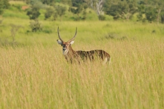 Here we find a Bush back  in the high grass of the highlands.