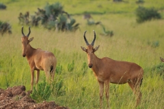 Two Jackson  Hartebest