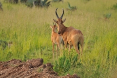 Adult Jackson Hartebest female and a youngster