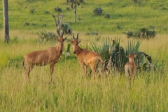 Murchison is home to a wide variety of wildlife species, including more than 76 mammal and 450 birds species. All are widely spread out over the savannah grasslands, animals, grazing  or hunting for prey.
