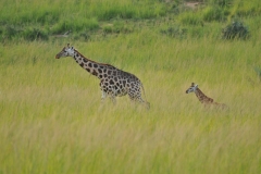 Adult Rothschild Giraffe and a young Giraffe  barely visible in the high grass.