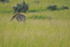 Mothers head buried in the tall grass and the baby looking around