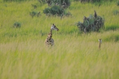 Female Giraffe checking on her baby