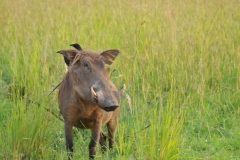 Warthog
