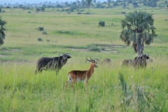 2 Buffalo and a Bush back