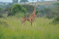 Young Giraffe nursing