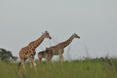 Family of Rothchild Giraffes