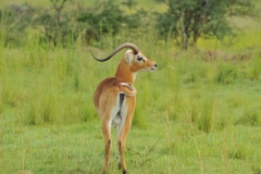 Uganda Kob with only horn