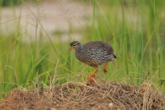 Guinea Fowl