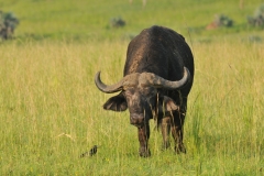 Buffalo