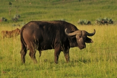 Buffalo