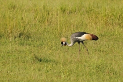 Grey Crowned Craine