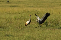 Crains maiing in a dance by the male. The male is trying to impress the female