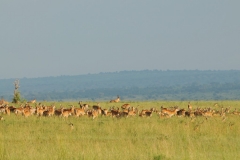 Herds in heat , females in the center and males to the outside.