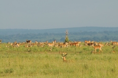 Male Kobs, Jackson Hatebest,  and Bush backs sitting the the outside grass areas waiting to make a move for mating of the females in the center.