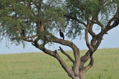 Abyssinian Ground Horn bill in the tree.