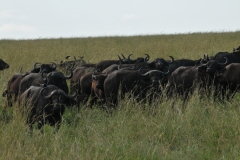 Herd of Buffalo