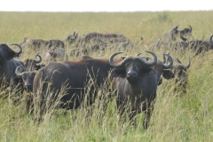 Herd of Buffalo