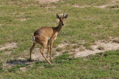 Orbi with one deformed horn