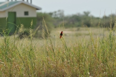 Northern Red Bishop Bird