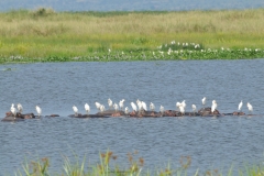 White birds resting on the backs and heads of submerged Hippopotamus