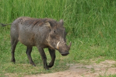 Warthog coming too close for comfort