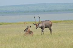 A male Bush back trying to court a female