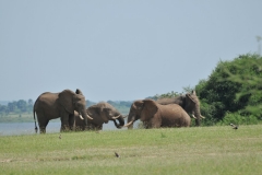 What should appear coming from the Nile River but 4 large African Elephants.