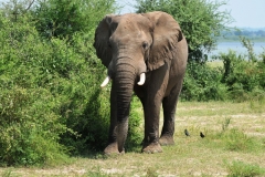 As the elephants approached they made eye contact but continued to walk toward us.