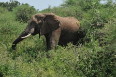 Eating their way while walking...grazing on the local plants