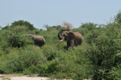 To cool themselves and relieve themselves of the flies and insects they throw dirt on their backs.