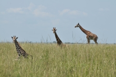 FAmily of rothschild Giraffes