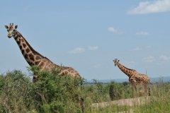 The Rothschild is an endangered giraffe. Less than 1600 are in the wild.